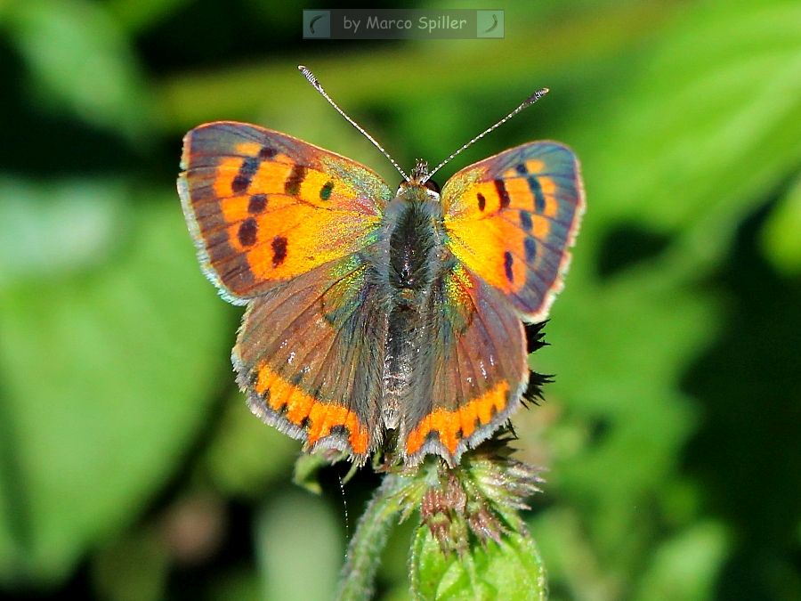 Lycaena phlaeas